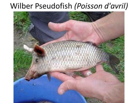 Wilber Pseudofish (Poisson d'avril). Warm-Up 4/1/15 1.What are extremeophiles? Why are they thought to be similar to some of the earliest life on earth?