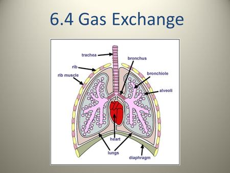 6.4 Gas Exchange. Some basic ideas: We have to breathe so that we can exchange the carbon dioxide that our cells produce during cell respiration for the.