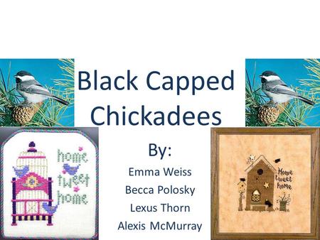 Black Capped Chickadees By: Emma Weiss Becca Polosky Lexus Thorn Alexis McMurray.