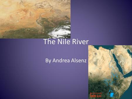 The Nile River By Andrea Alsenz. What types of animals live in or near the Nile River? Birds, Cats, Scarab beetles, Crocodiles, and hippos. Most animals.