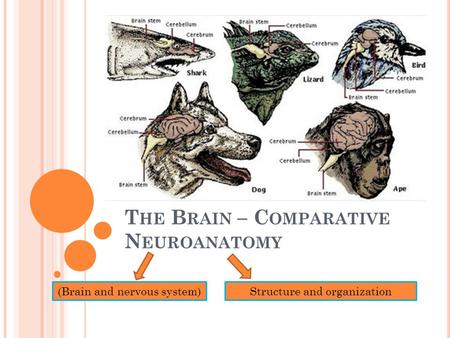 T HE B RAIN – C OMPARATIVE N EUROANATOMY (Brain and nervous system)Structure and organization.