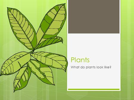 What do plants look like?