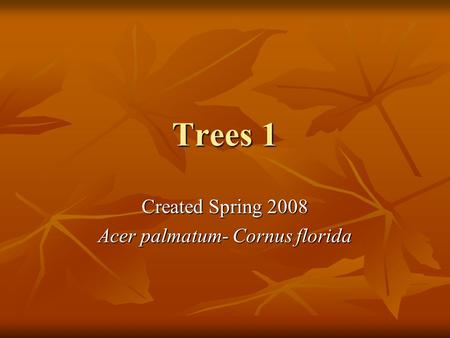 Trees 1 Created Spring 2008 Acer palmatum- Cornus florida.