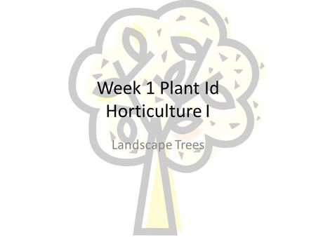 Week 1 Plant Id Horticulture I Landscape Trees Acer Palmatum Common Name: Japanese Maple Family: Araceae Native: Japan.