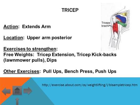 Tricep Action: Extends Arm Location: Upper arm posterior