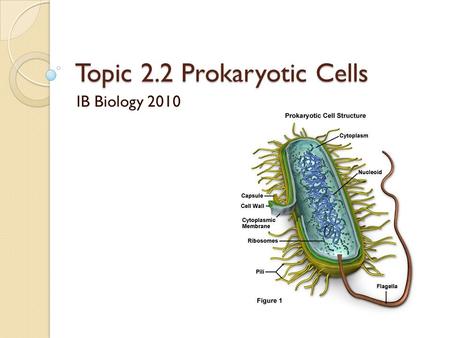 Topic 2.2 Prokaryotic Cells IB Biology 2010. Objectives 2.2.1 -Draw and Label a diagram of the ultrastructure of Escherichia coli as an example of a prokaryote.