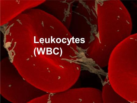 Leukocytes (WBC).