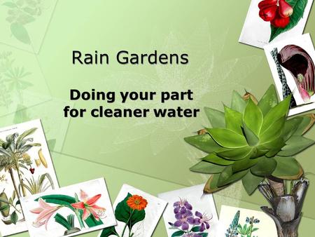 Rain Gardens Doing your part for cleaner water. What happens after the rainwater leaves your property?