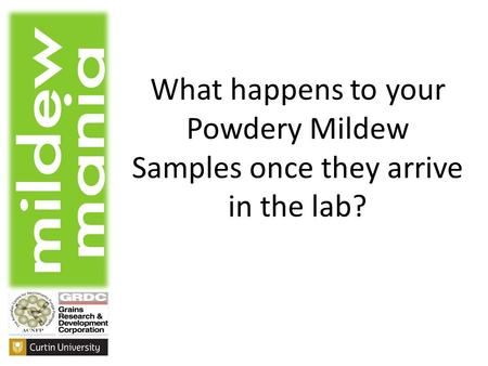 What happens to your Powdery Mildew Samples once they arrive in the lab?
