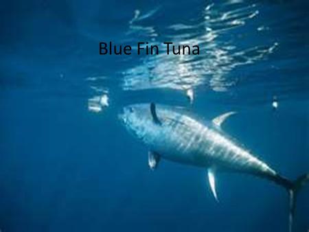 Blue Fin Tuna.