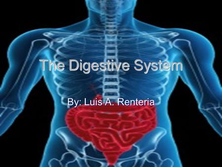 The Digestive System By: Luis A. Renteria. Mouth The Mouth is an opening in your face. Like a hole.The mouth is important for breathing, eating and talking.