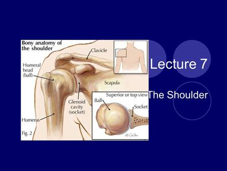 Lecture 7 The Shoulder.