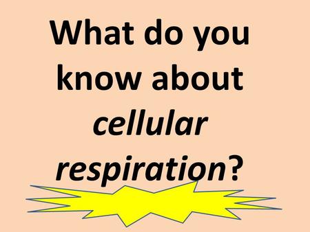 What do you know about cellular respiration?. WARM-UP: Carbon monoxide molecules bind to electron carriers. Explain how this kills organisms.