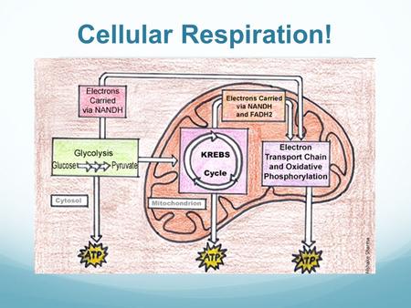 Cellular Respiration!.