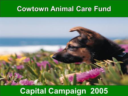 Cowtown Animal Care Fund Capital Campaign 2005 Cowtown Loves Animal Shelter Pets Mission  To raise awareness of the plight of the Fort Worth Animal.