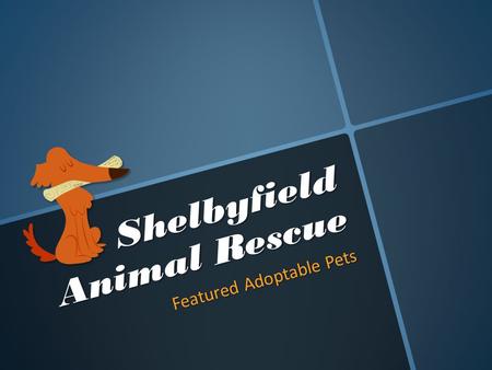 Shelbyfield Animal Rescue Featured Adoptable Pets.