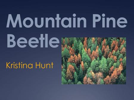 Mountain Pine Beetle Kristina Hunt. What is being done to stop the rapid spread of the Mountain Pine Beetle?