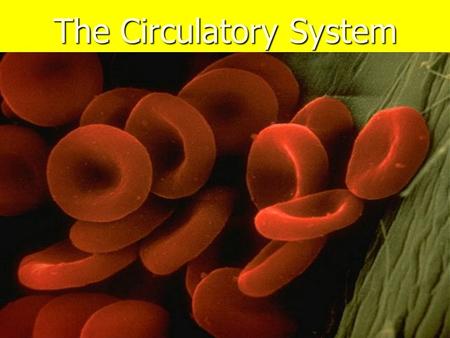 The Circulatory System. To survive what do cells need? Food and Oxygen A single celled animal like the amoeba, gets its food and oxygen by allowing materials.