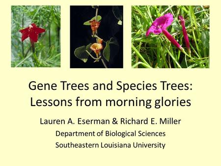 Gene Trees and Species Trees: Lessons from morning glories Lauren A. Eserman & Richard E. Miller Department of Biological Sciences Southeastern Louisiana.