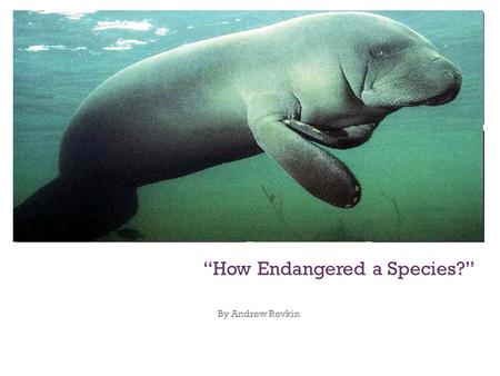 + “How Endangered a Species?” By Andrew Revkin. + Today there are very few manatees left on our planet and they are considered to be an endangered species.