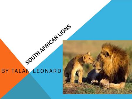 SOUTH AFRICAN LIONS BY TALAN LEONARD. Hi my name is Talan and my animal is a South African. INTRODUCTION.