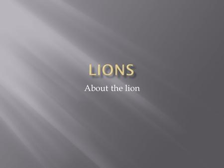 About the lion.  Many people know lions as the king of the jungle. Or maybe they have seen the Lion King. But Lions don’t sing songs. Lions are majestic.