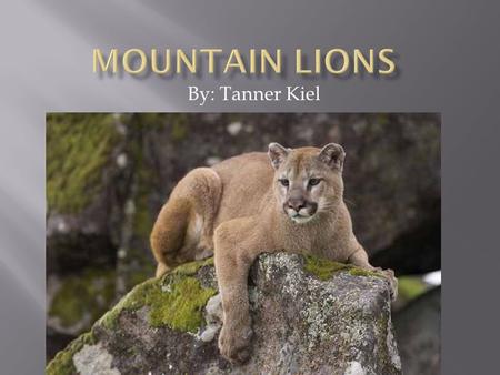 By: Tanner Kiel. Mountain lions can be called Cougars, Pumas, Panthers, or Mountain cats. They are currently moving towards us, there has been some spotted.