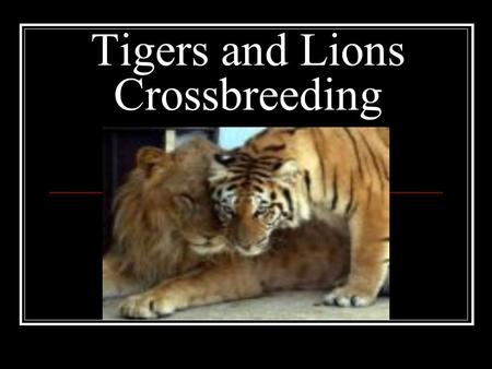 Tigers and Lions Crossbreeding. Tiger Habitat Tropical and evergreen forests, woodlands, grasslands, rocky country, swamps, and savannas. Dense vegetation.