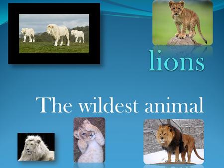 The wildest animal. table of contents DESCRIPTION Size DIET Enemies Interesting facts.