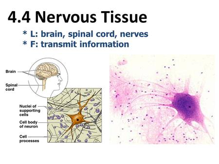 4.4 Nervous Tissue * L: brain, spinal cord, nerves * F: transmit information.