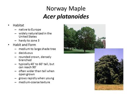 Norway Maple Acer platanoides Habitat – native to Europe – widely naturalized in the United States – hardy to zone 3 Habit and Form – medium to large shade.
