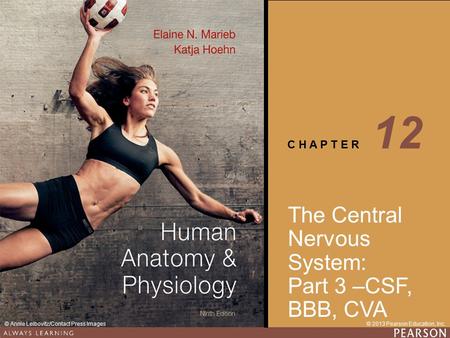 12 The Central Nervous System: Part 3 –CSF, BBB, CVA.