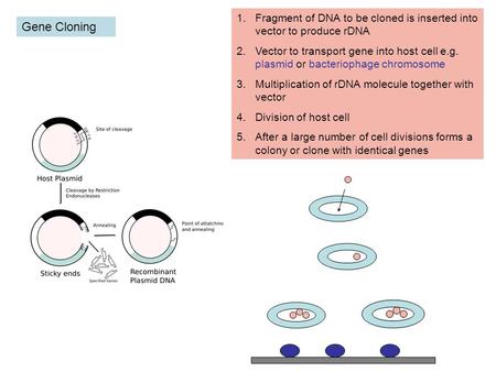 Fragment of DNA to be cloned is inserted into vector to produce rDNA