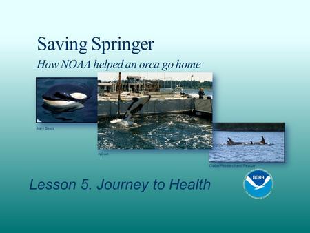 Saving Springer How NOAA helped an orca go home Lesson 5. Journey to Health NOAA Mark Sears Global Research and Rescue.