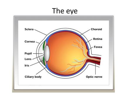 The eye. A sensory organ that facilitates sight It allows light that passed over objects to enter in specific quantities into it As the light enters the.