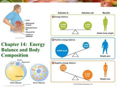 Chapter 14: Energy Balance and Body Composition