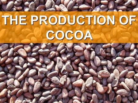 THE PRODUCTION OF COCOA. What is the global pattern of cocoa production? Cocoa is grown in the tropics Source: www.trademakerbv.nl/.../uk-WhereCocoaGrows.htmlwww.trademakerbv.nl/.../uk-WhereCocoaGrows.html.