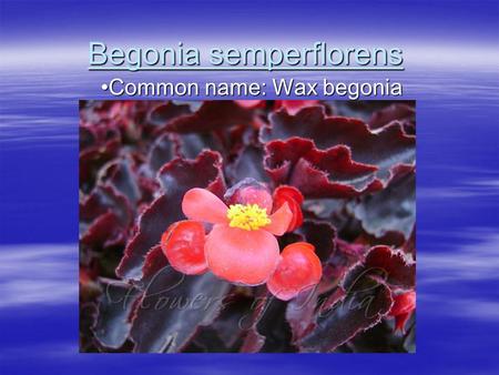 Begonia semperflorens Common name: Wax begoniaCommon name: Wax begonia.