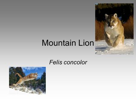 Mountain Lion Felis concolor. Physical Description Light cinnamon in color,black-tipped ears & tail Has short coarse fur with a white underside Males.
