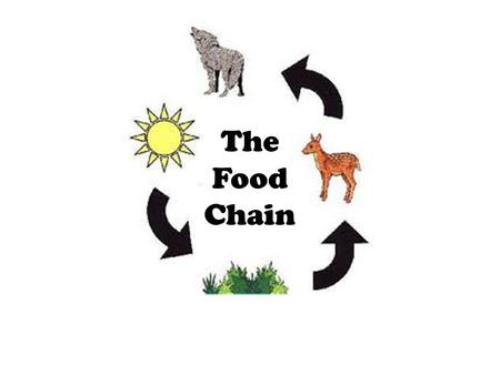 The Food Chain.