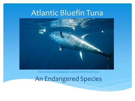 Atlantic Bluefin Tuna  An Endangered Species.