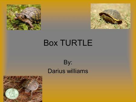 Box TURTLE By: Darius williams. intro The Box Turtle is a fun animal who lives near the woodlands. It has over four species. The is a interesting animal.