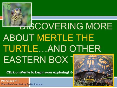 DISCOVERING MORE ABOUT MERTLE THE TURTLE…AND OTHER EASTERN BOX TURTLES! Click on Mertle to begin your exploring!  PBL Group # 1 PowerPoint created by.