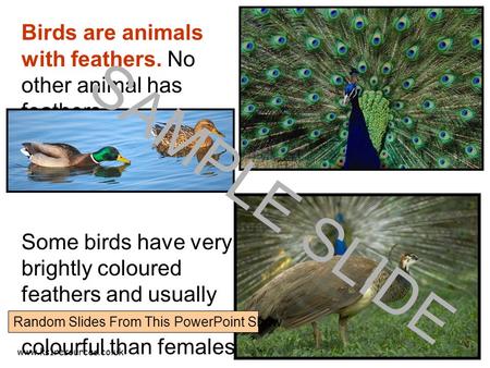 Www.ks1resources.co.uk Birds are animals with feathers. No other animal has feathers. Some birds have very brightly coloured feathers and usually males.