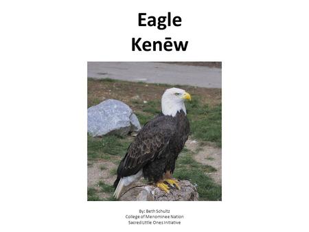 Eagle Kenēw By: Beth Schultz College of Menominee Nation Sacred Little Ones Initiative.