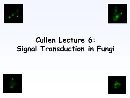 Cullen Lecture 6: Signal Transduction in Fungi. Filamentous Growth Saccharomyces cerevisiae (G. Fink) And fungal pathogens.