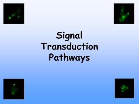 Signal Transduction Pathways.