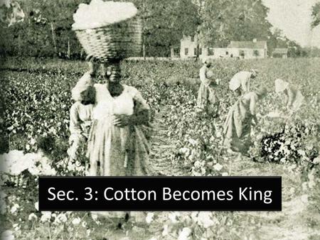 Sec. 3: Cotton Becomes King