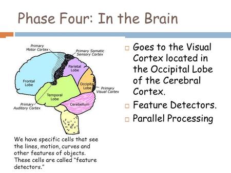 Phase Four: In the Brain  Goes to the Visual Cortex located in the Occipital Lobe of the Cerebral Cortex.  Feature Detectors.  Parallel Processing We.