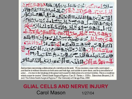 GLIAL CELLS AND NERVE INJURY Carol Mason 1/27/04.